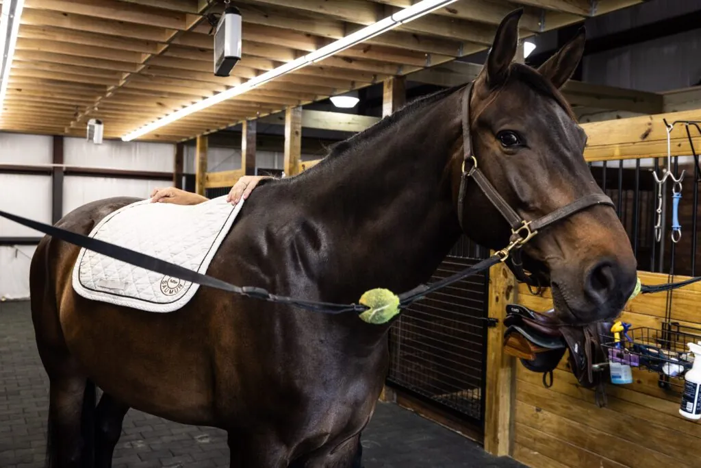 Service, Everything your horse needs, in one place.