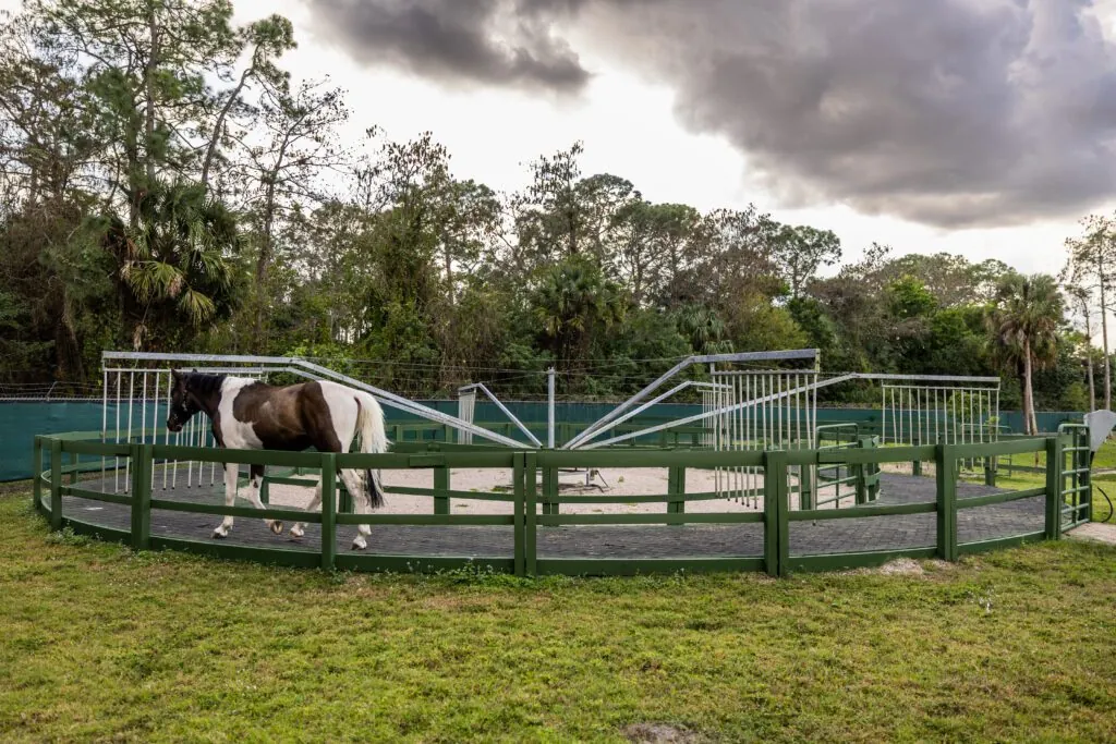 Walker: exercise to maintain the horses’ fitness.