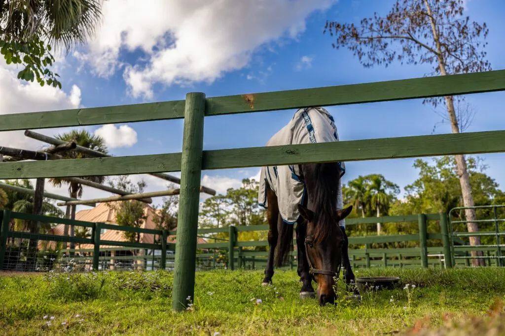 Paddocks: Space to Roam and Relax