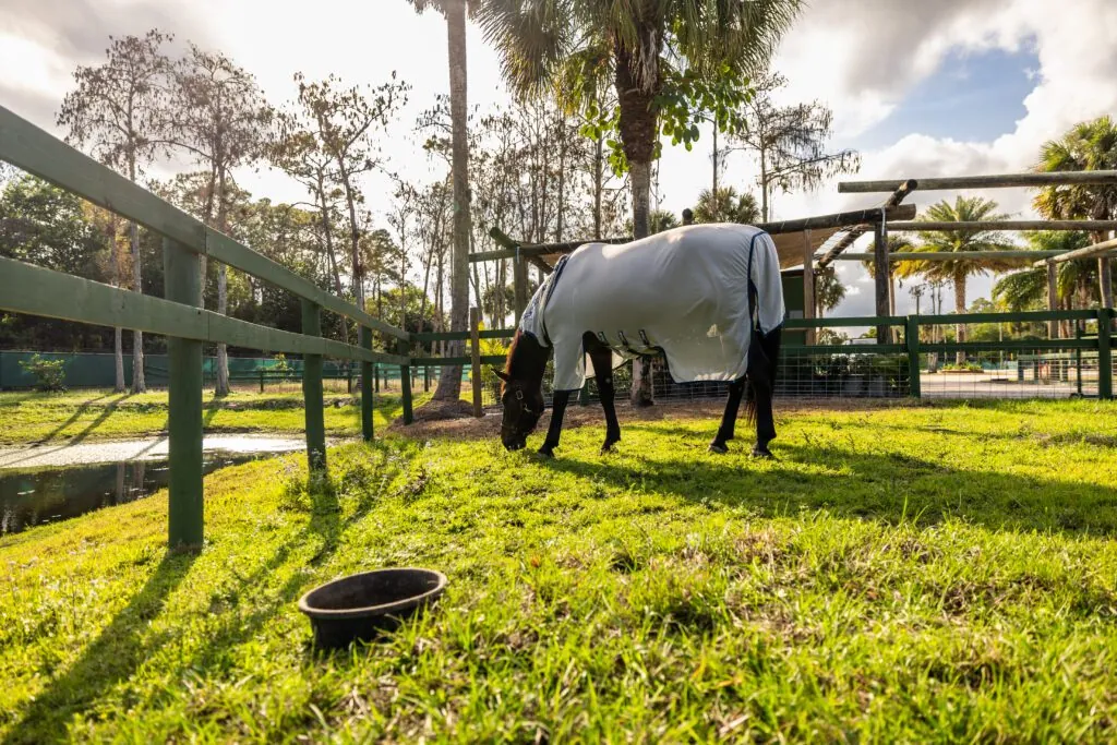 Paddocks: Space to Roam and Relax