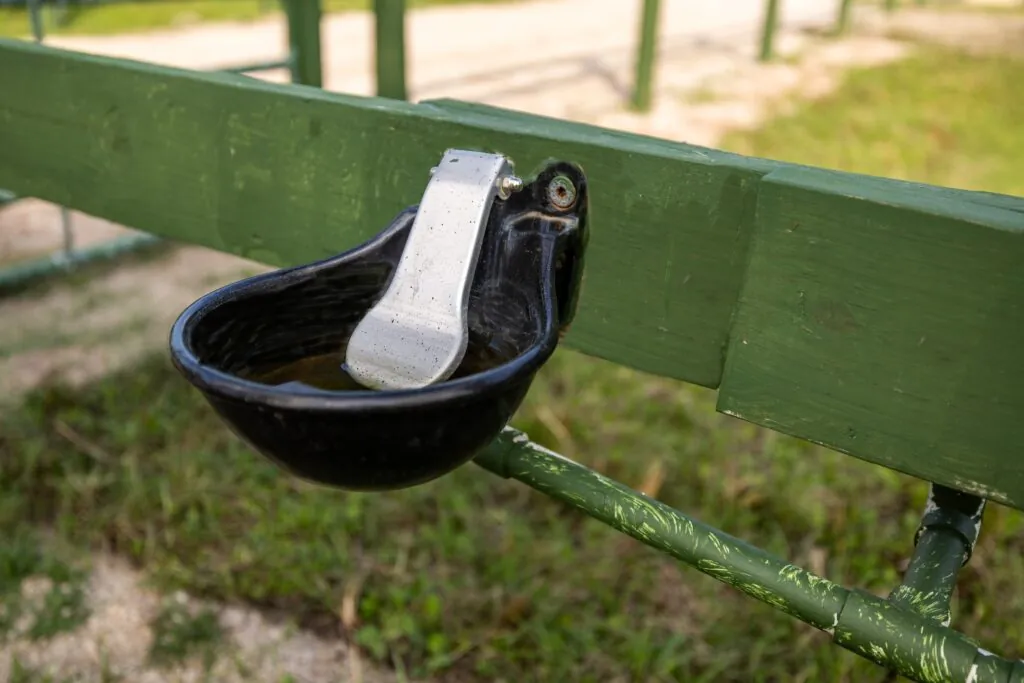 Every paddock and stall is equipped with an automatic waterer.
